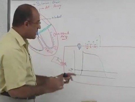 Arytmie 3/3 - fizjologia serca - USMLE Step 1