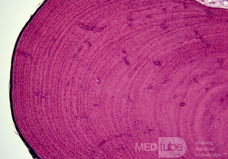 Histologia wyrośli