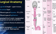 Anatomia chirurgiczna przełyku i fizjologia połykania