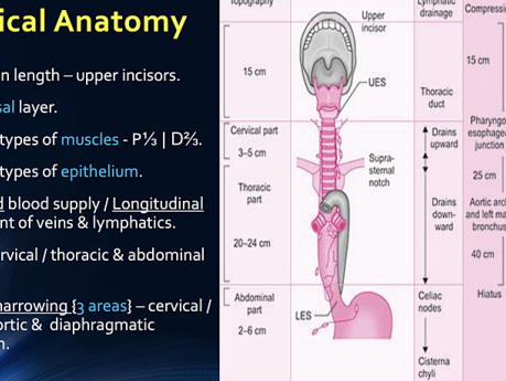 Anatomia chirurgiczna przełyku i fizjologia połykania