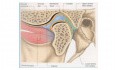 Anatomia stawu skroniowo-żuchwowego