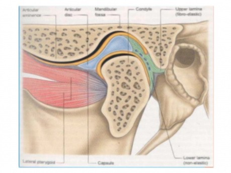 Anatomia stawu skroniowo-żuchwowego