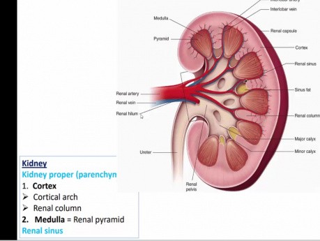 Diagnostyka różnicowa kamicy nerkowej w badaniu USG