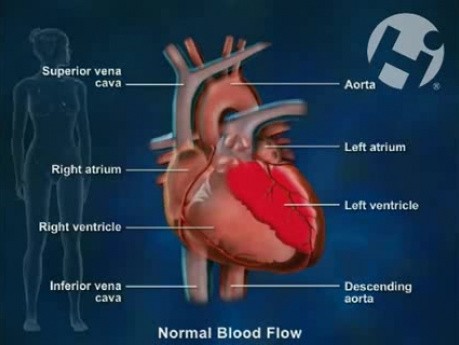 Prawidłowy dopływ tętniczy krwi do mózgu