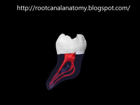 Drugi ząb trzonowy żuchwy